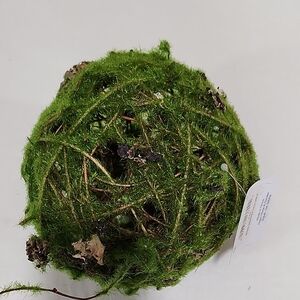 Green Moss Decorative Sphere 6"
